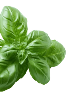 Fresh basil leaves